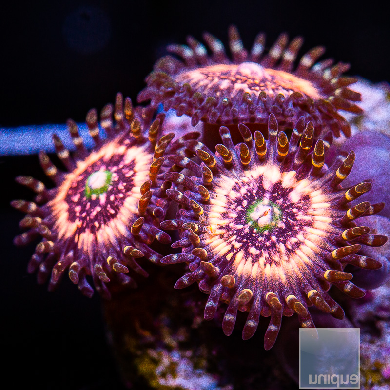 jc-Pink Zipper Zoanthid 46 21.JPG