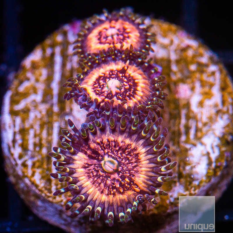 JC-Pink Zipper Zoanthid 46 22.JPG