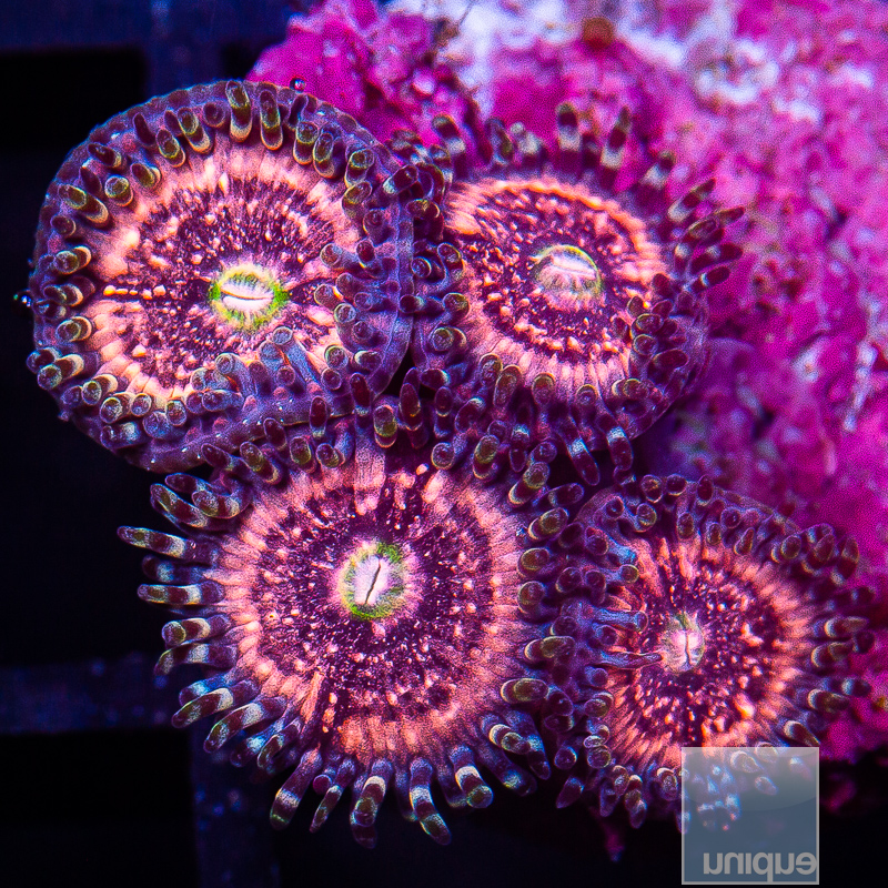 JC-Pink Zipper Zoanthid 59 36.JPG