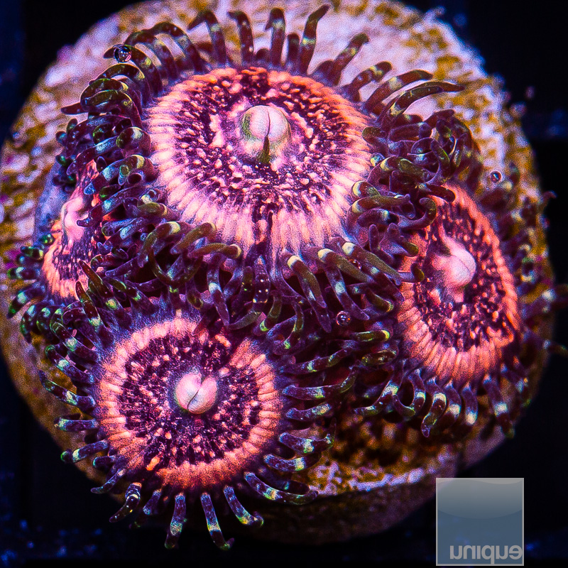 jc-Pink Zipper Zoanthid 59 36.JPG