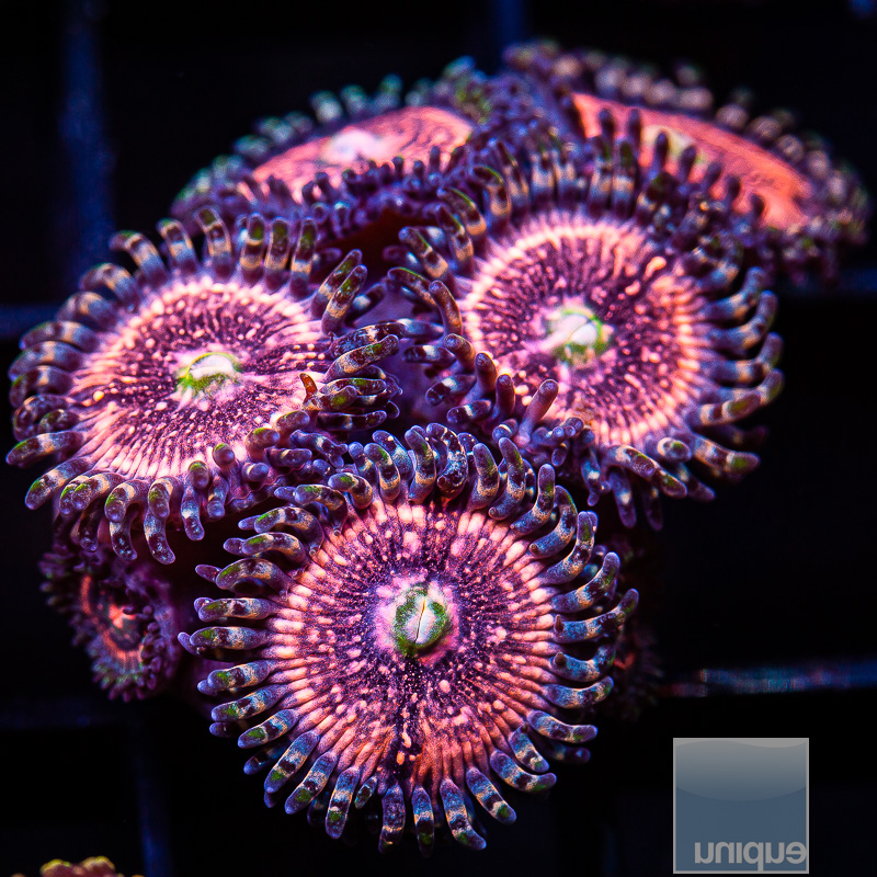 jc-Pink Zipper Zoanthid 78 36.JPG