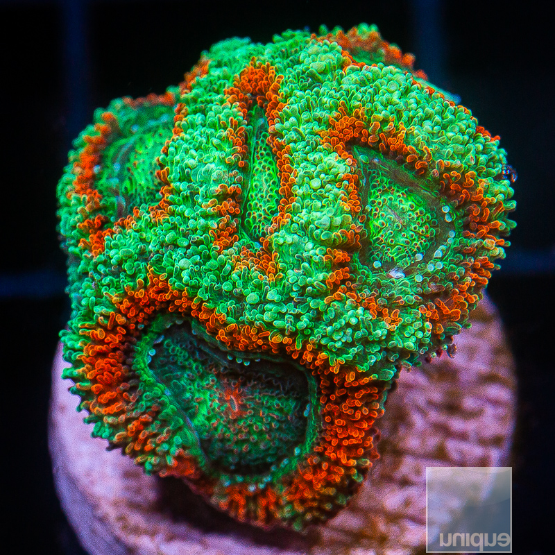 JC-Poison Ivy Acan Lord 59 36.JPG