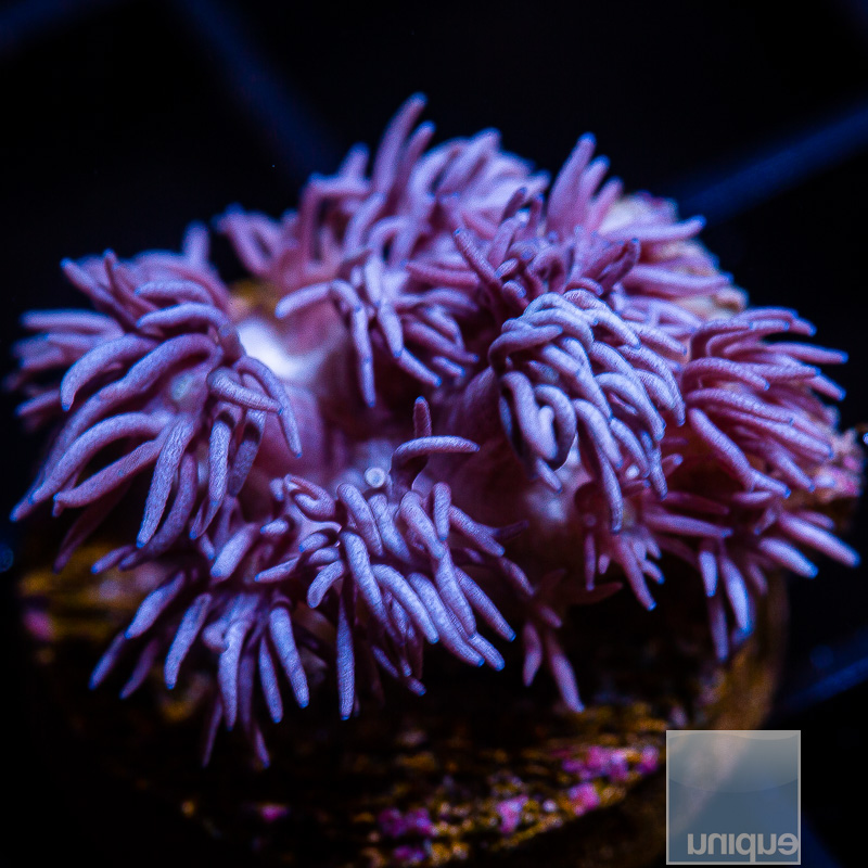 jc-Purple Goniopora 69 36.JPG