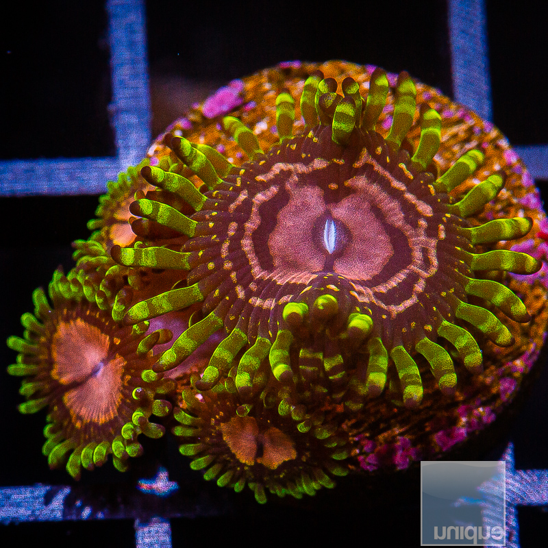 jc-Purple Monster Zoanthid 119 70.JPG