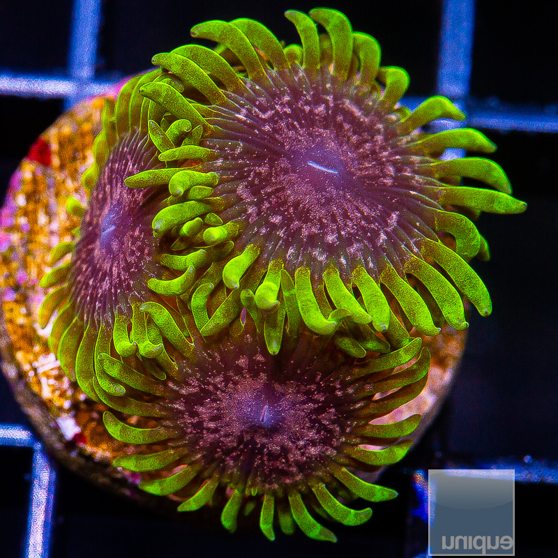 jc-Purple Monster Zoanthid 119 70.JPG