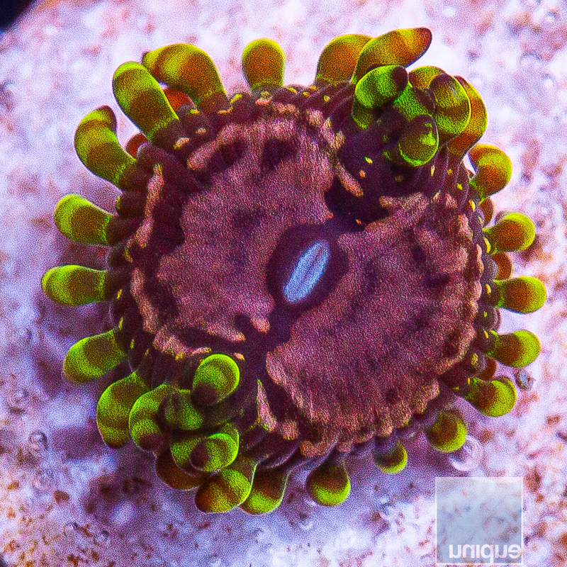 JC-Purple Monster Zoanthid 32 18.JPG