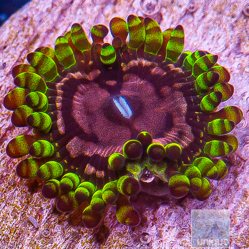 JC-Purple Monster Zoanthid 34 18.JPG