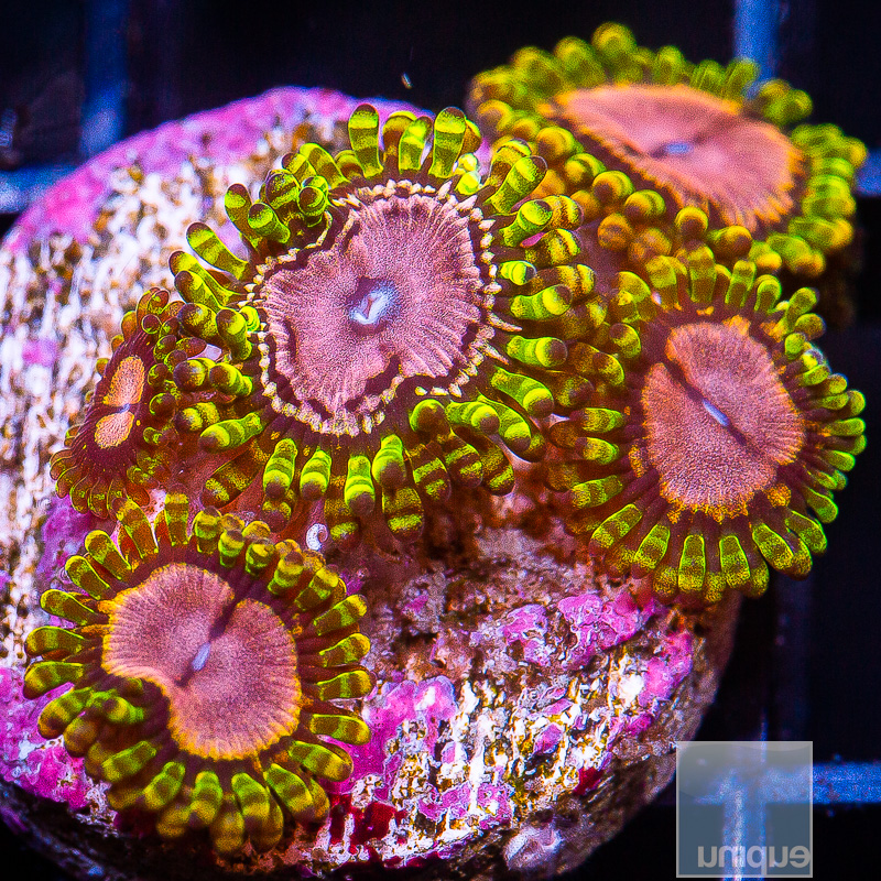 jc-Purple Monster Zoanthid 99 65.JPG