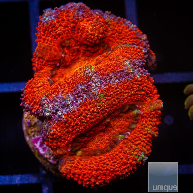 jc-Purple Rim Acan Lord 39 22.JPG