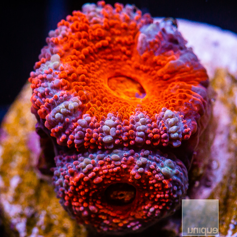 jc-Purple Rim Acan Lord 39 24.JPG