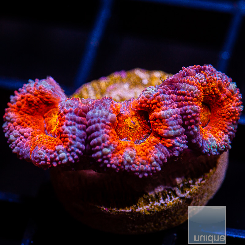 jc-Purple Rim Acan Lord 45 20.JPG