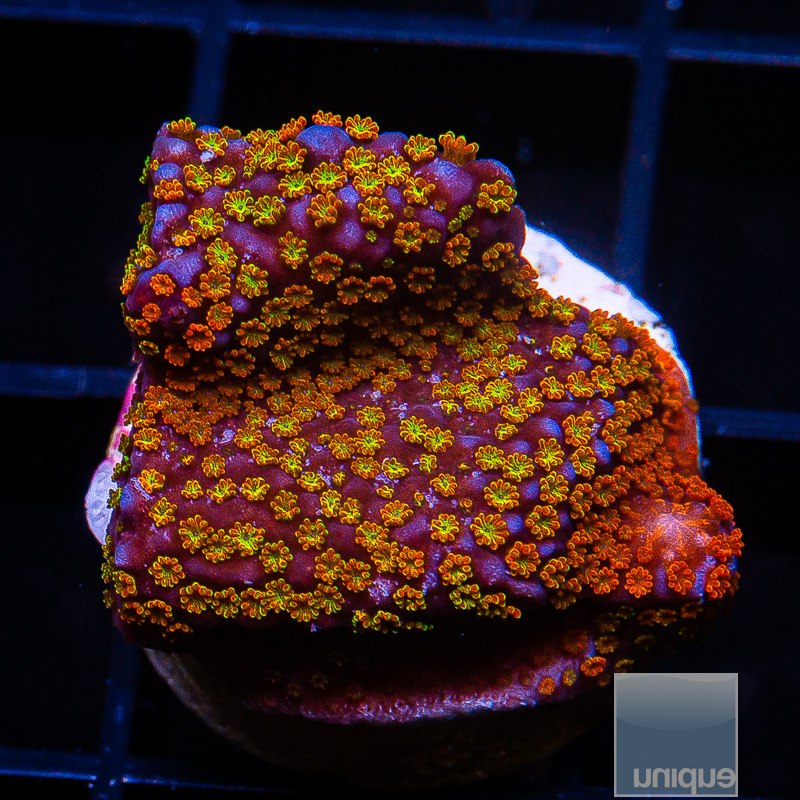 jc-Rainbow Montipora 34 18.JPG