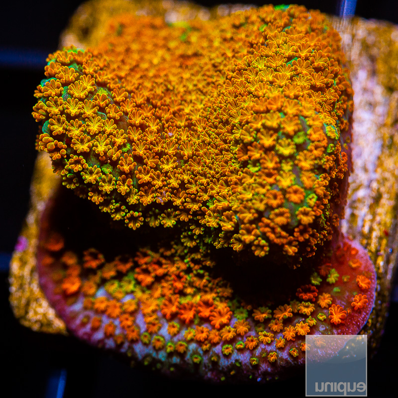 jc-Rainbow Montipora 39 22.JPG