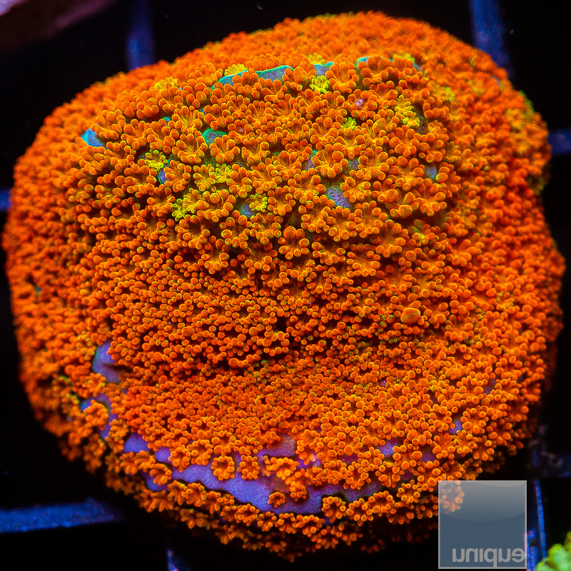 jc-Rainbow Montipora 42 21.JPG