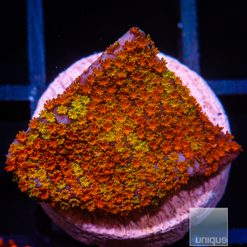 jc-Rainbow Montipora 49 22.JPG