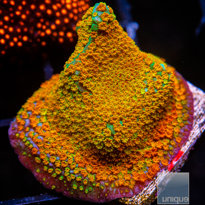 jc-Rainbow Montipora 59 26.JPG