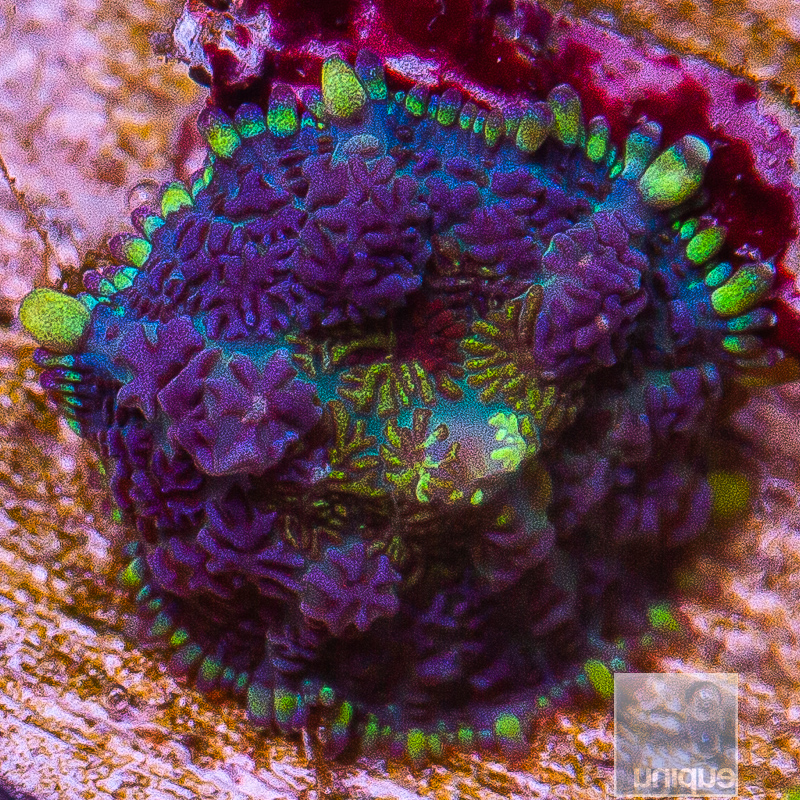 JC-Rainbow Rhodactis 129 65.JPG