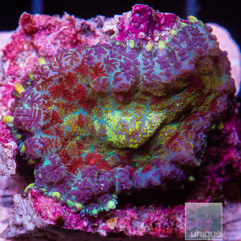 JC-Rainbow Rhodactis 129 72.JPG