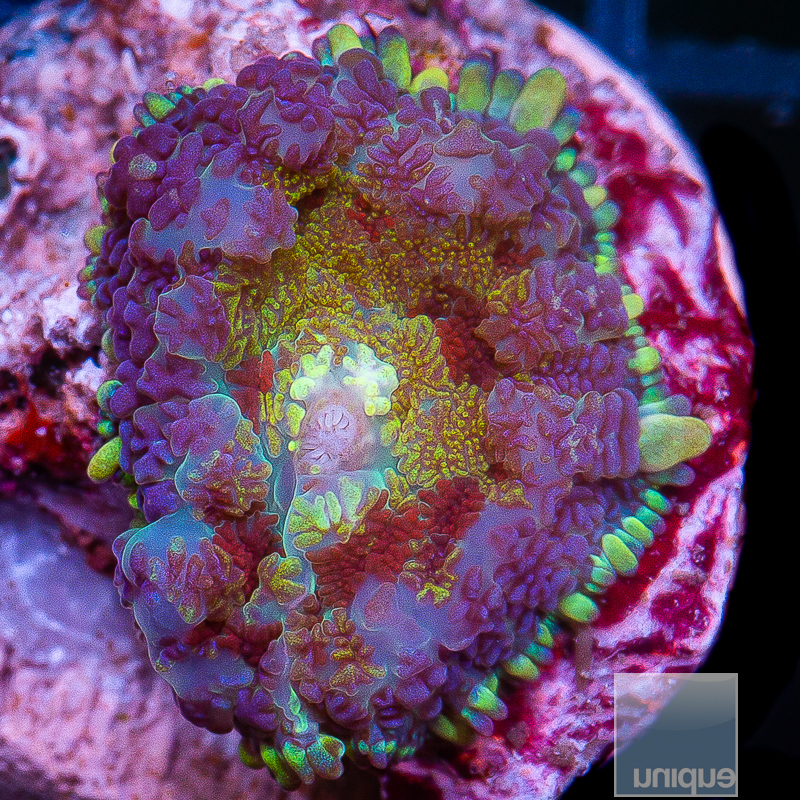 JC-Rainbow Rhodactis 129 82.JPG