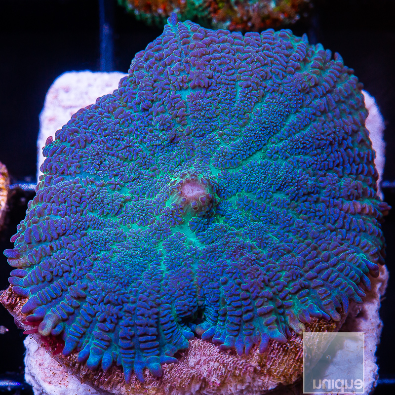 JC-Rare Blue Rhodactis 59 26.JPG