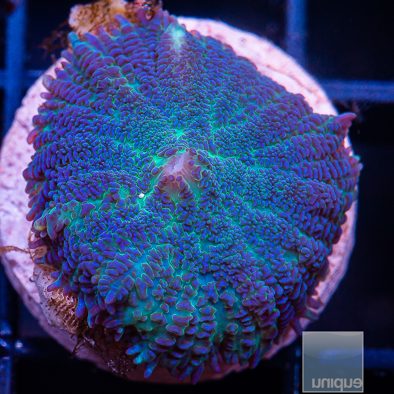 JC-Rare Blue Rhodactis 69 34.JPG