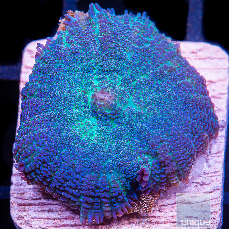 JC-Rare Blue Rhodactis 69 34.JPG