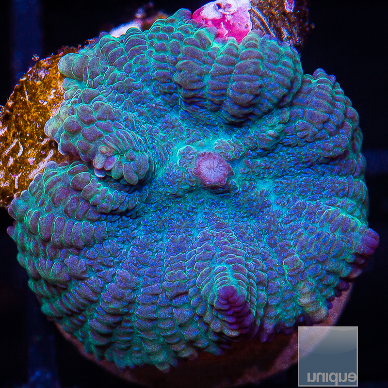 JC-Rare Blue Rhodactis 79 36.JPG