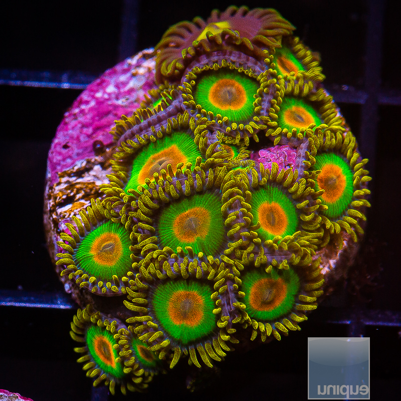 JC-Rasta Zoanthid 109 65.JPG