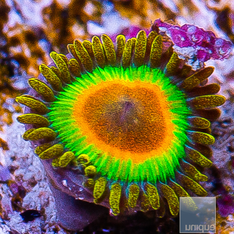 jc-Rasta Zoanthid 15 5.JPG