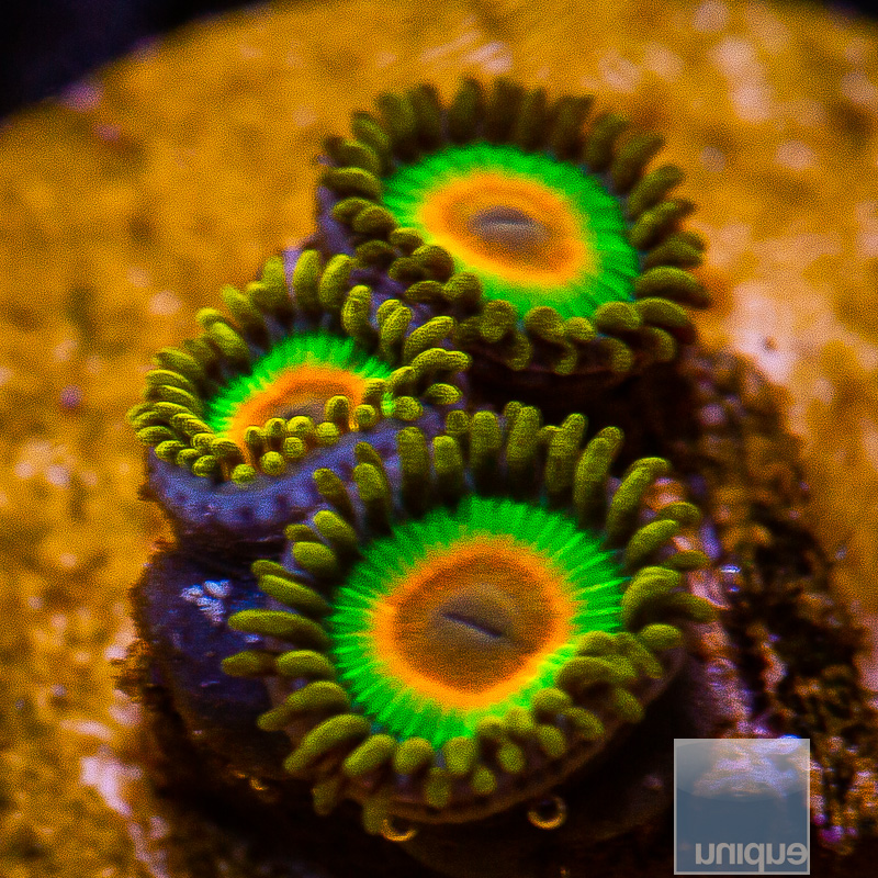 jc-Rasta Zoanthid 45 22.JPG