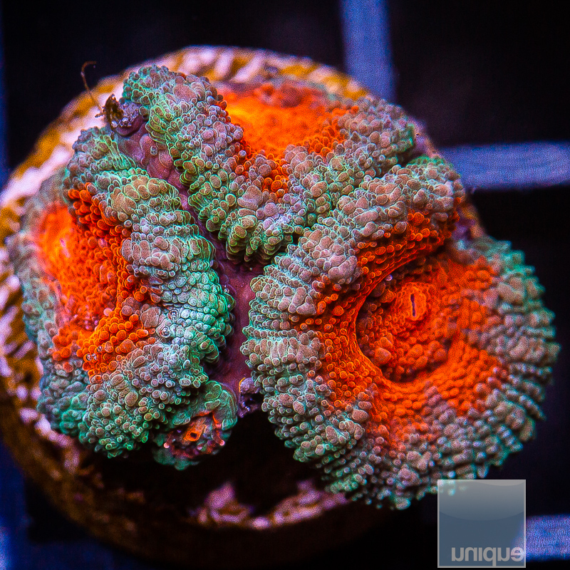 jc-Red Center Acan Lord 45 22.JPG