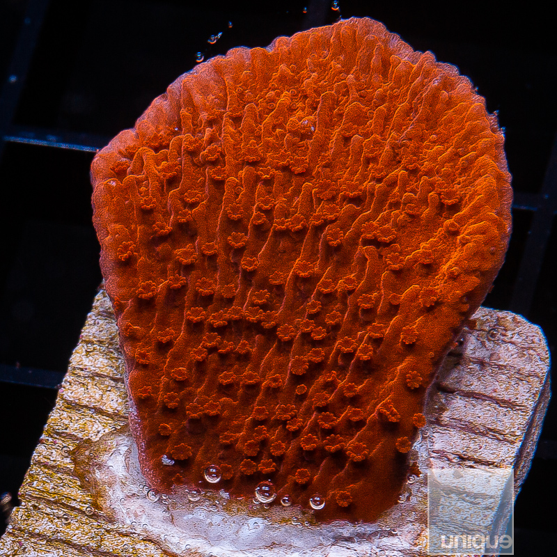 jc-Red Montipora Capricornus 34 10.JPG