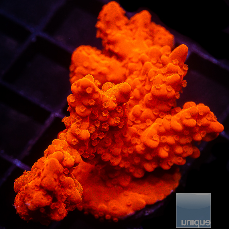 JC-Red Montipora Setosa 79 46.JPG