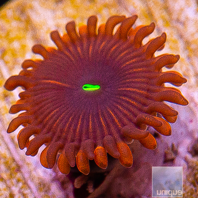 jc-Red People Eater Zoanthid 10 5.JPG