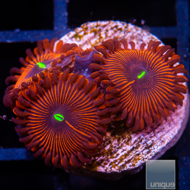 JC-Red People Eater Zoanthid 46 21.JPG