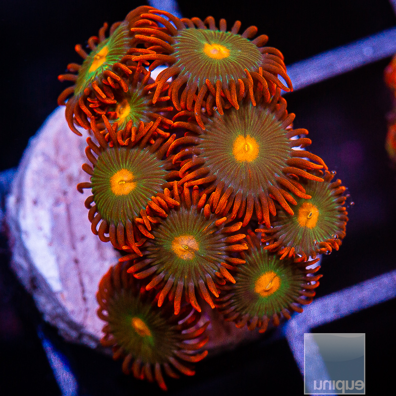 jc-Red Skirt Zoanthid 59 26.JPG