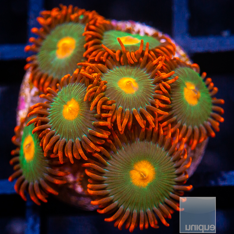 jc-Red Skirt Zoanthids 49 20.JPG