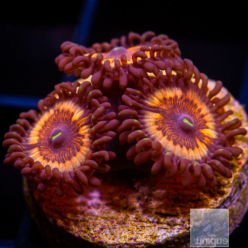 jc-Red Zoanthid 45 10.JPG