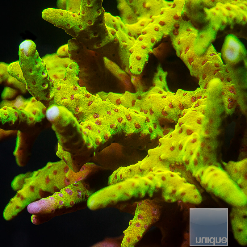 JC-RR Goldenrod Anacropora stock frag 89 79 qty 10.JPG