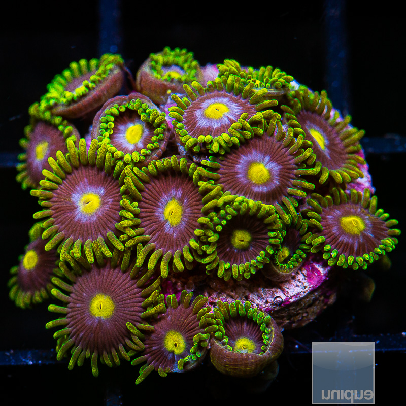 jc-Scooby Snack Zoanthid 79 46.JPG