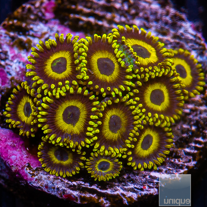 JC-Scrambled Egg Zoanthid 119 62.JPG