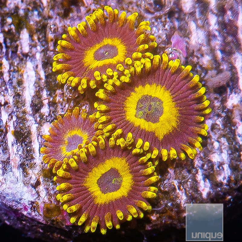 JC-Scrambled Egg Zoanthid 49 26.JPG