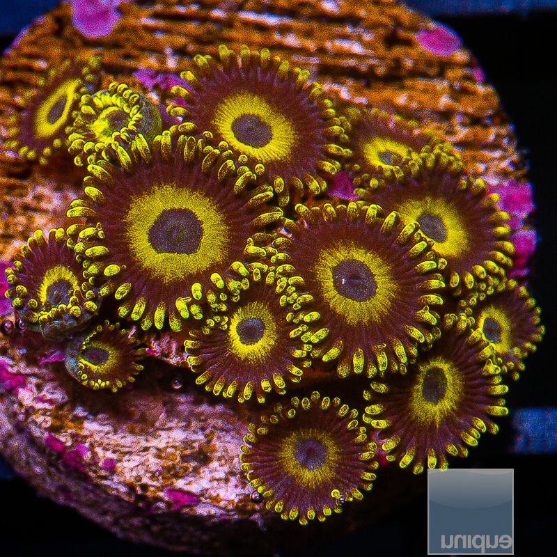 jc-Scrambled Egg Zoanthid 89 46.JPG