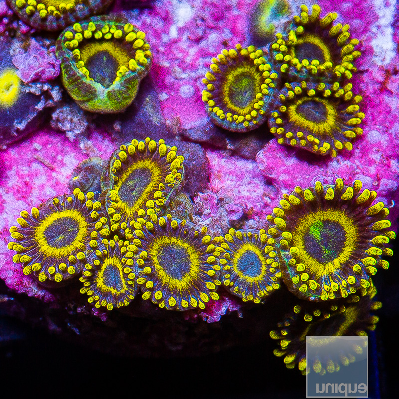 jc-Scrambled Egg Zoanthid 99 46.JPG