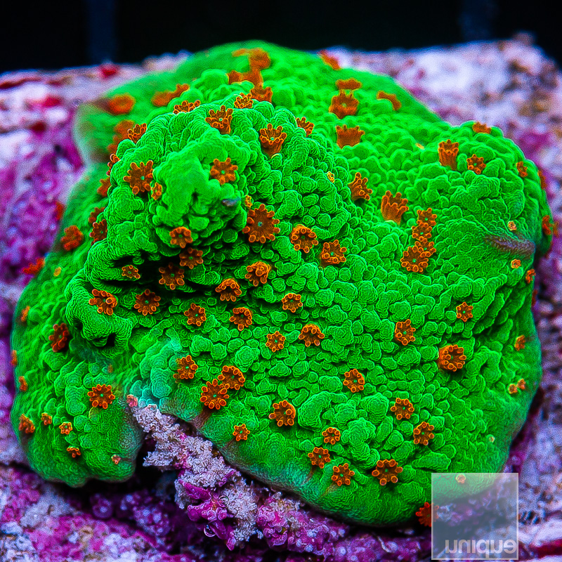 jc-Seasons Greeting Montipora 35 10.JPG