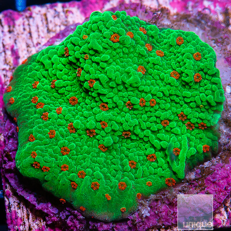 JC-Seasons Greetings Montipora 39 18.JPG