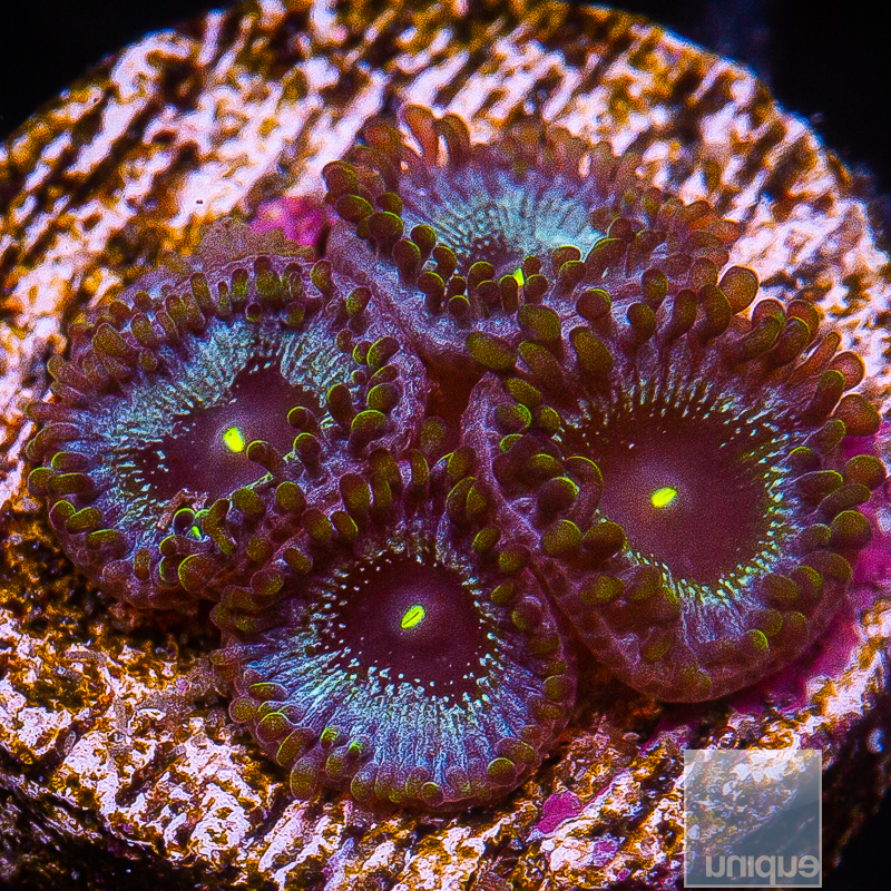 JC-Shadowcaster Zoanthid 199 95.JPG