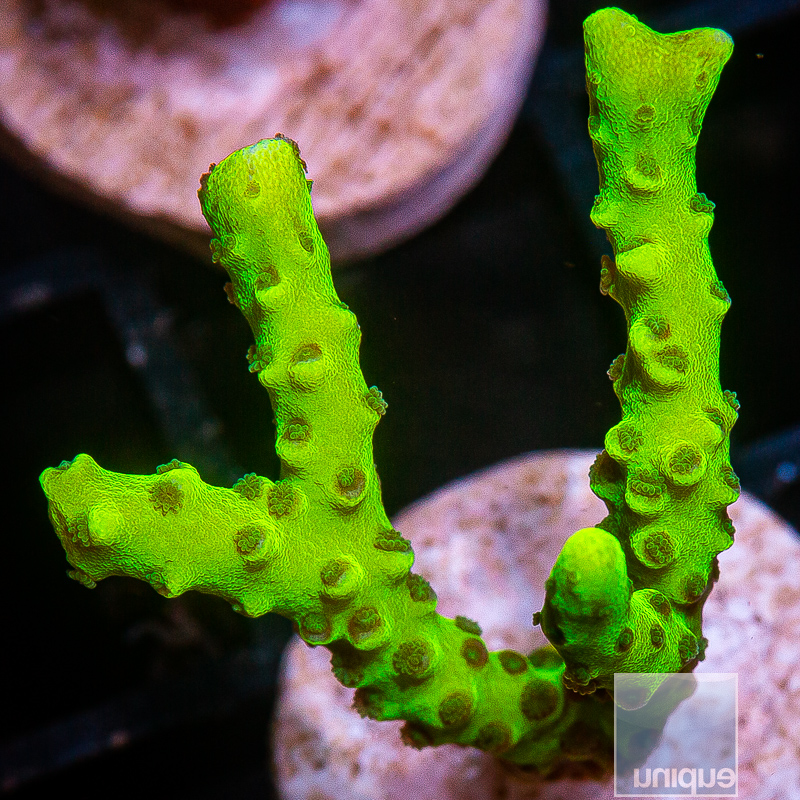 JC-Slimeball Anacropora 59 26.JPG