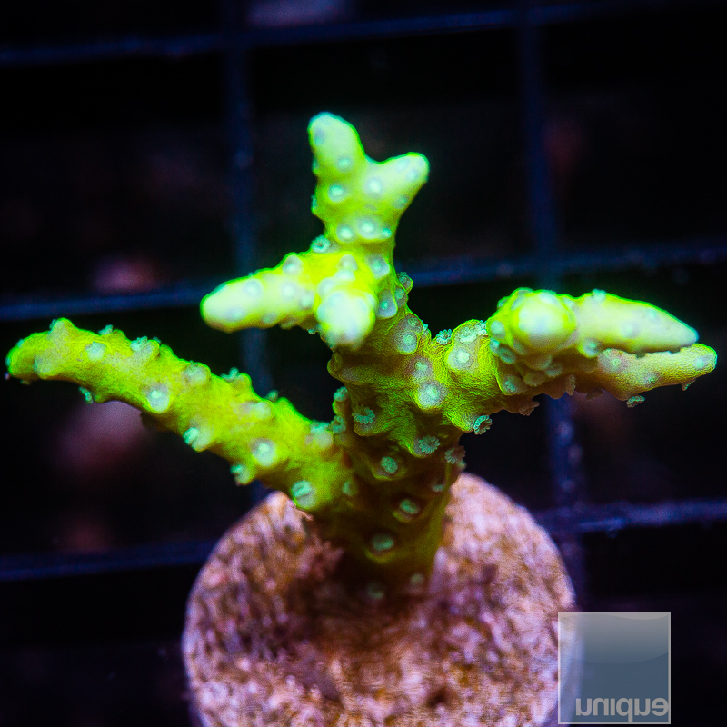 JC-Slimeball Anacropora 59 26.JPG