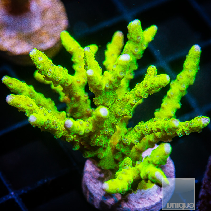 jc-Slimeball Anacropora Chunk 79 46.JPG